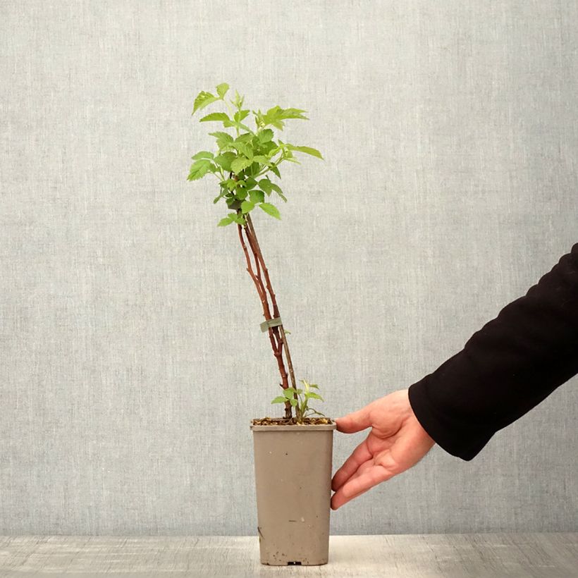 Exemplaar van Herfstframboos Primeberry Autumn Chef Pot van 1,5 l/2 l, Pol zoals geleverd in de lente