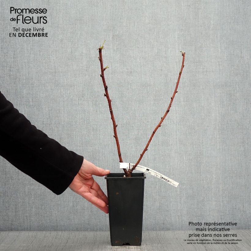 Exemplaar van Framboos Scepter (doordragend) Pot van 1 l/1,5 l zoals geleverd in de herfst