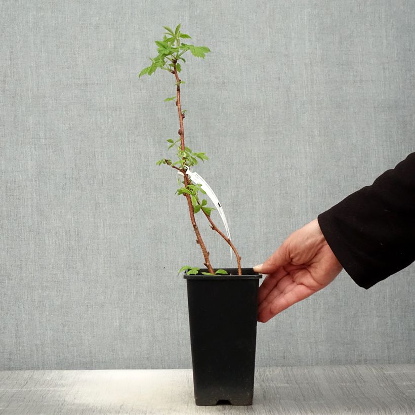 Exemplaar van Framboos Scepter (doordragend) Pot van 1 l/1,5 l zoals geleverd in de lente