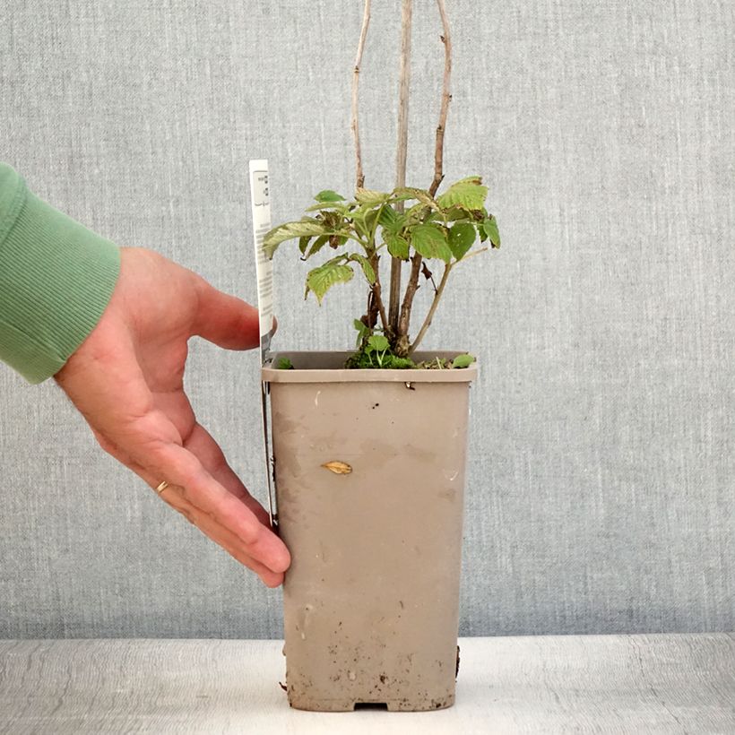 Exemplaar van Framboos Schlaraffia Plentiful (doordragend) Pot van 1,5 l/2 l, Pol zoals geleverd in de zomer