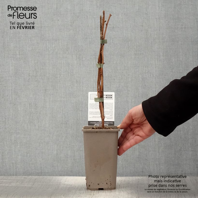 Exemplaar van Framboos Schlaraffia Plentiful (doordragend) Pot van 1,5 l/2 l, Pol zoals geleverd in de winter