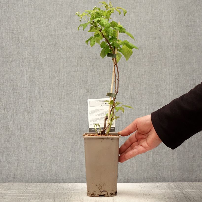 Exemplaar van Framboos Schlaraffia Plentiful (doordragend) Pot van 1,5 l/2 l, Pol zoals geleverd in de lente