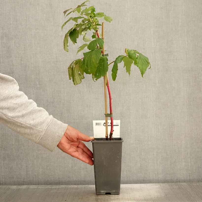 Exemplaar van Framboos Malling Passion (doordragend) Pot van 2 l/3 l zoals geleverd in de herfst