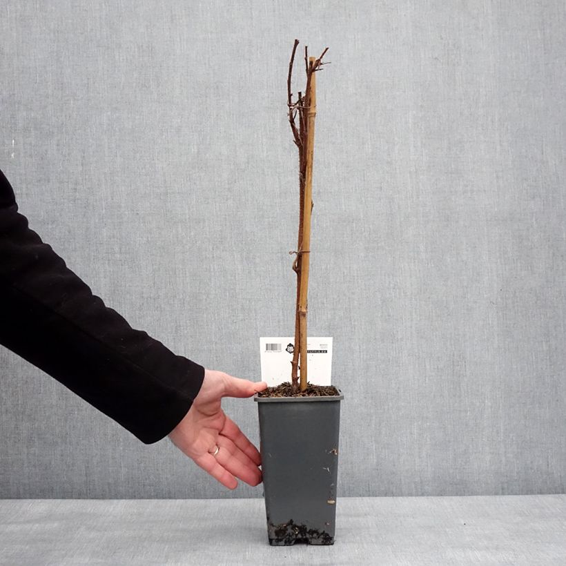 Exemplaar van Framboos Malling Passion (doordragend) Pot van 2 l/3 l zoals geleverd in de winter