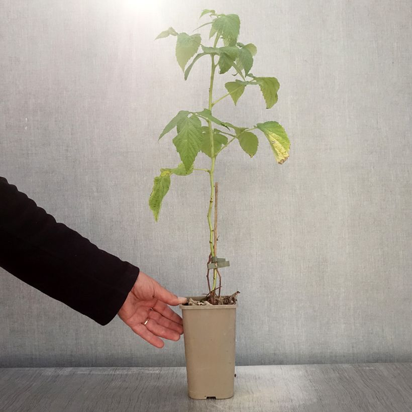 Exemplaar van Framboos Schlaraffia Golddigger Pot van 1,5 l/2 l, Pol zoals geleverd in de herfst