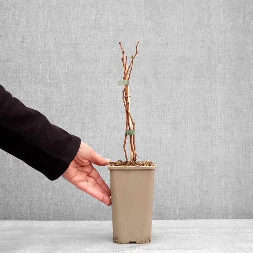 Exemplaar van Framboos Schlaraffia Golddigger Pot van 1,5 l/2 l, Pol zoals geleverd in de winter