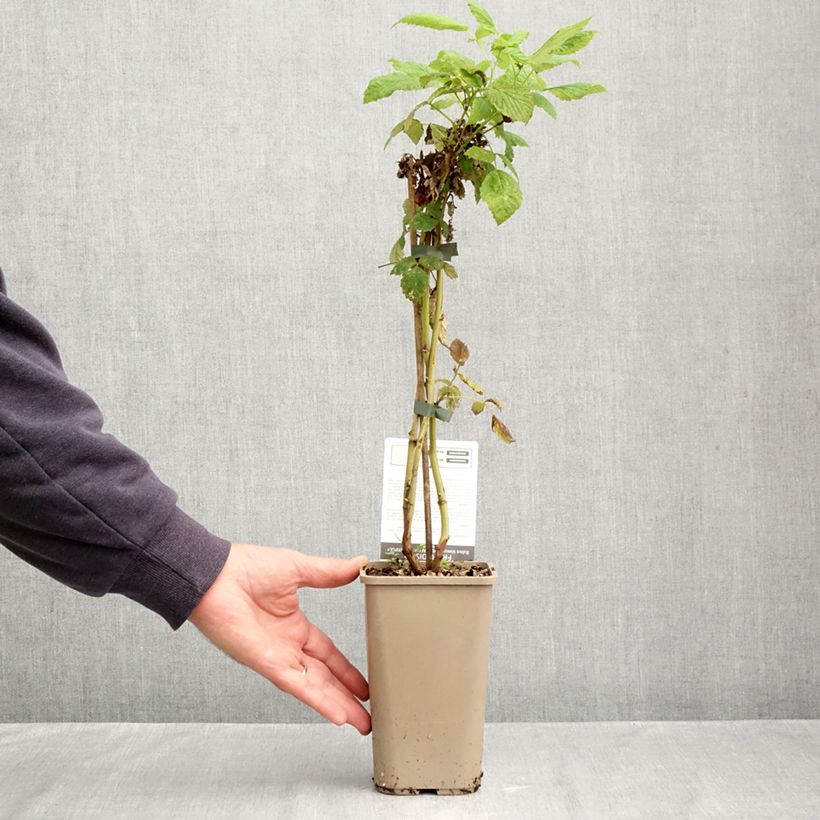 Exemplaar van Framboos Schlaraffia Plentiful (doordragend) Pot van 1,5 l/2 l, Pol zoals geleverd in de herfst