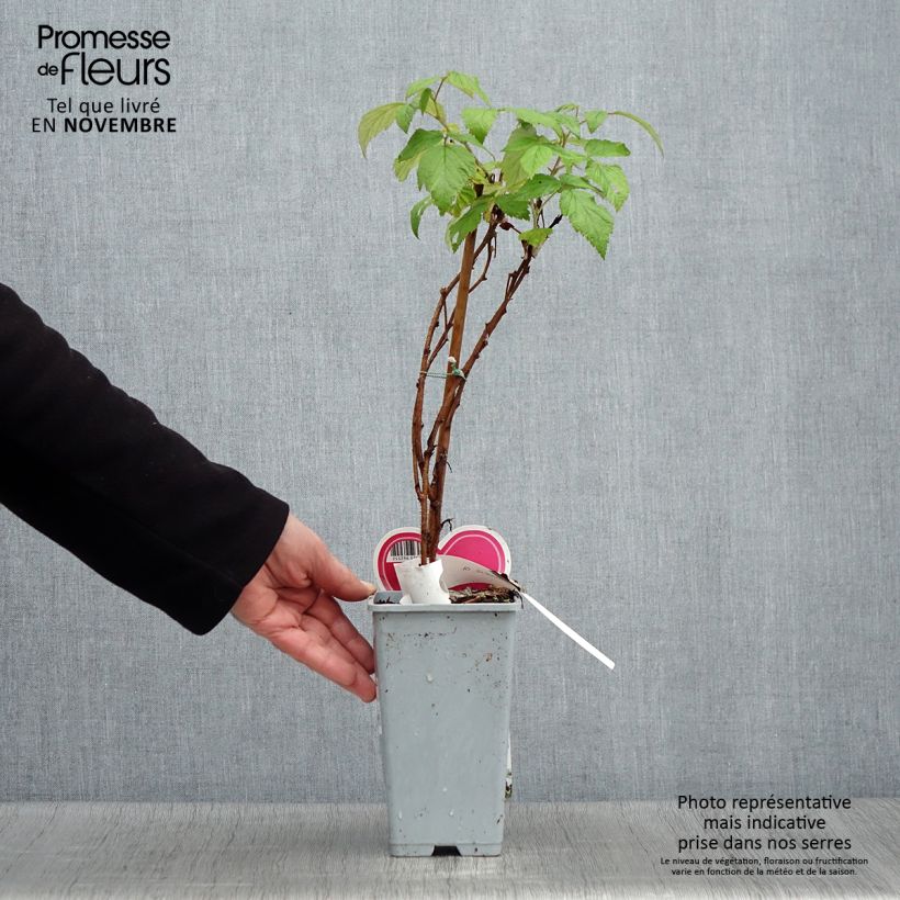 Exemplaar van Framboos Schönemann Pot van 1,5 l/2 l, Struik zoals geleverd in de herfst