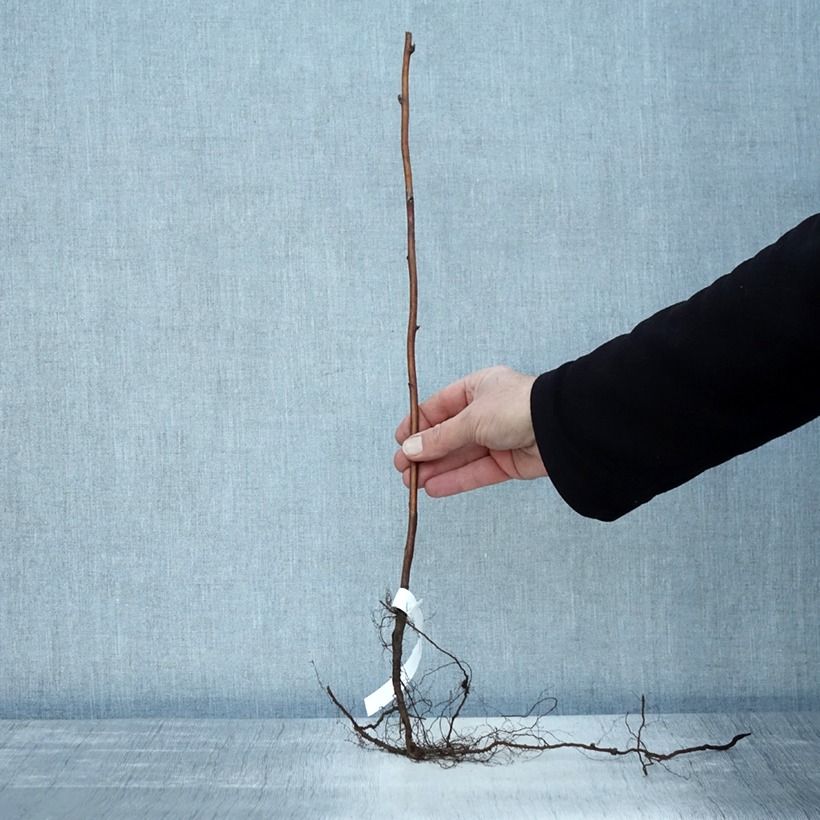 Exemplaar van Framboos Schönemann Naakte wortel, Struik zoals geleverd in de winter