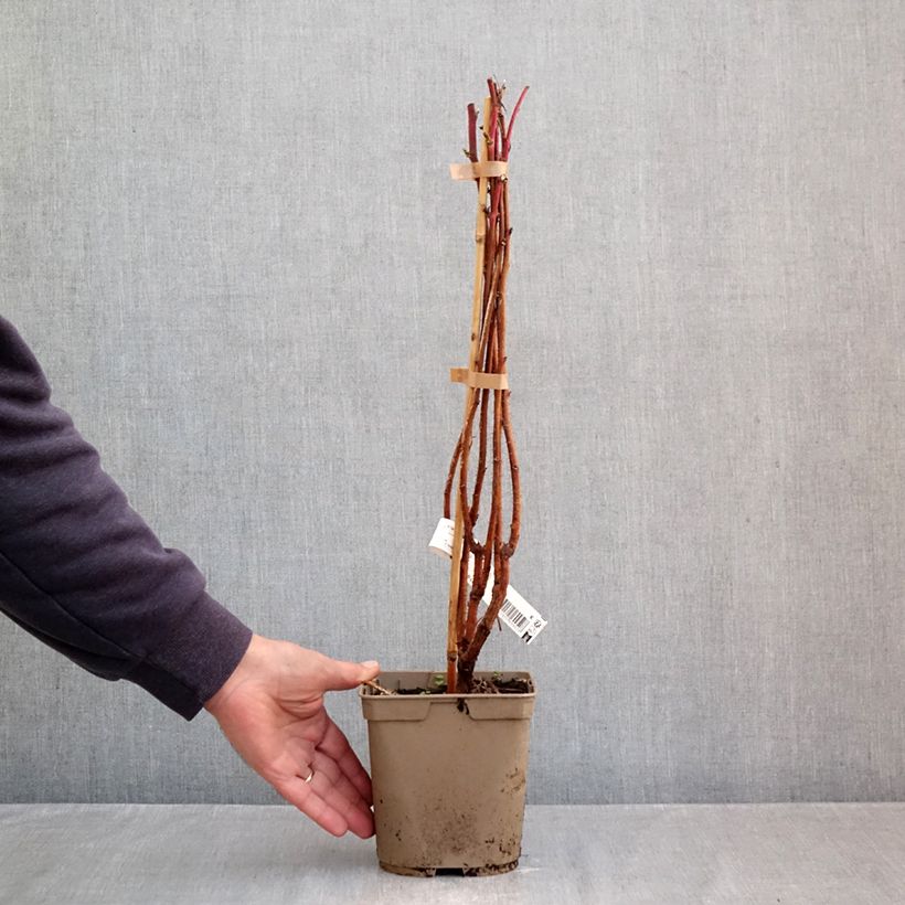 Exemplaar van Framboos Sumo 2 (doordragend) Pot van 2 l/3 l, Pol zoals geleverd in de herfst