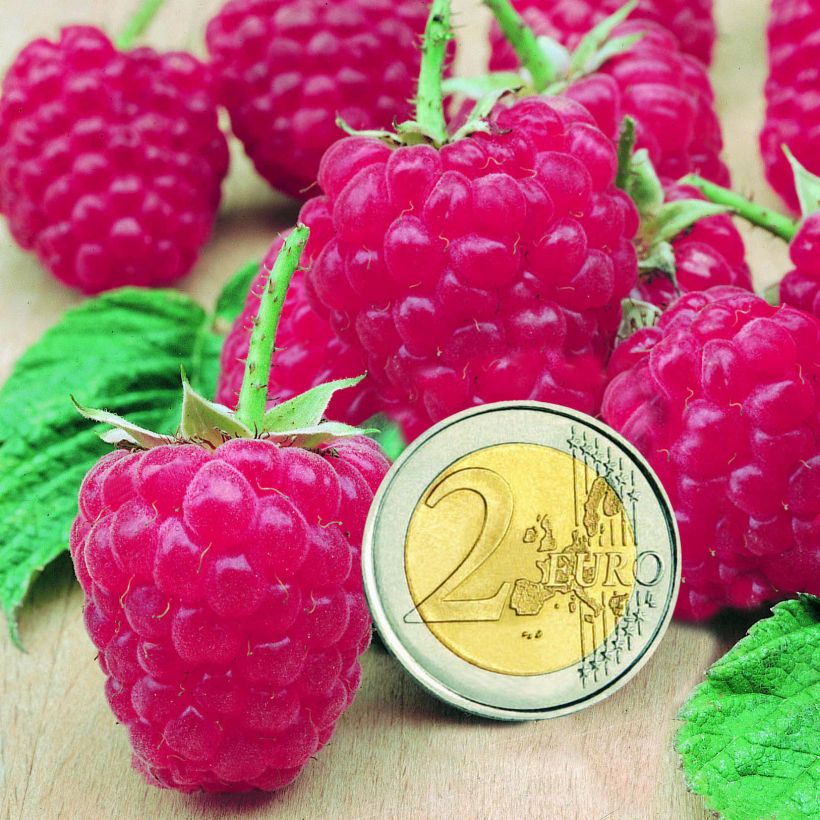 Framboos Sumo 2 (doordragend) (Oogst)