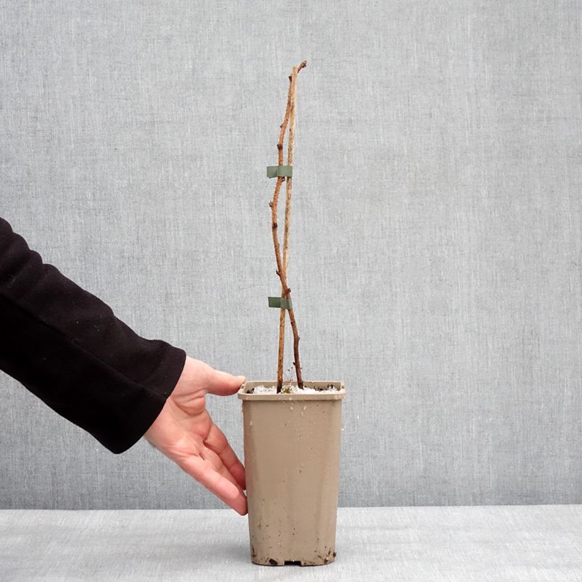 Exemplaar van Framboos Tulamagic Pot van 1,5 l/2 l zoals geleverd in de winter