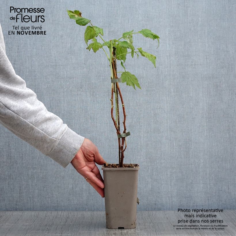 Exemplaar van Framboos Twotimer Allyouneed (doordragend) Pot van 1,5 l/2 l zoals geleverd in de herfst