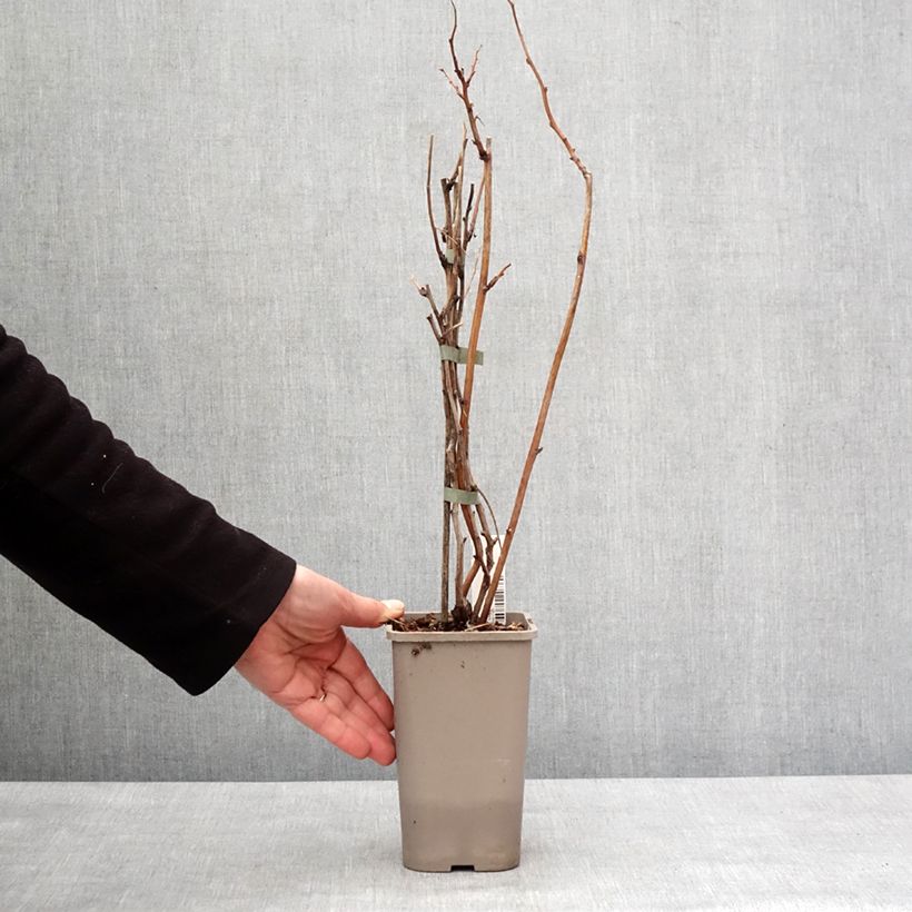 Exemplaar van Framboos Twotimer Allyouneed (doordragend) Pot van 1,5 l/2 l zoals geleverd in de winter