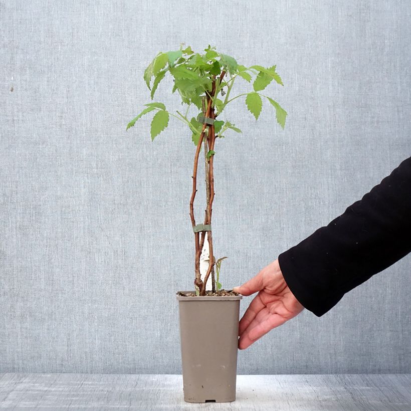 Exemplaar van Framboos Twotimer Allyouneed (doordragend) Pot van 1,5 l/2 l zoals geleverd in de lente