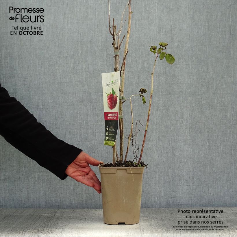 Exemplaar van Framboos Twotimer Sugana Red (doordragend) Pot van 1,5 l/2 l, Pol zoals geleverd in de herfst