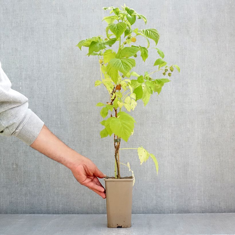 Exemplaar van Framboos Twotimer Sugana Yellow (doordragend) Pot van 1,5 l/2 l zoals geleverd in de lente