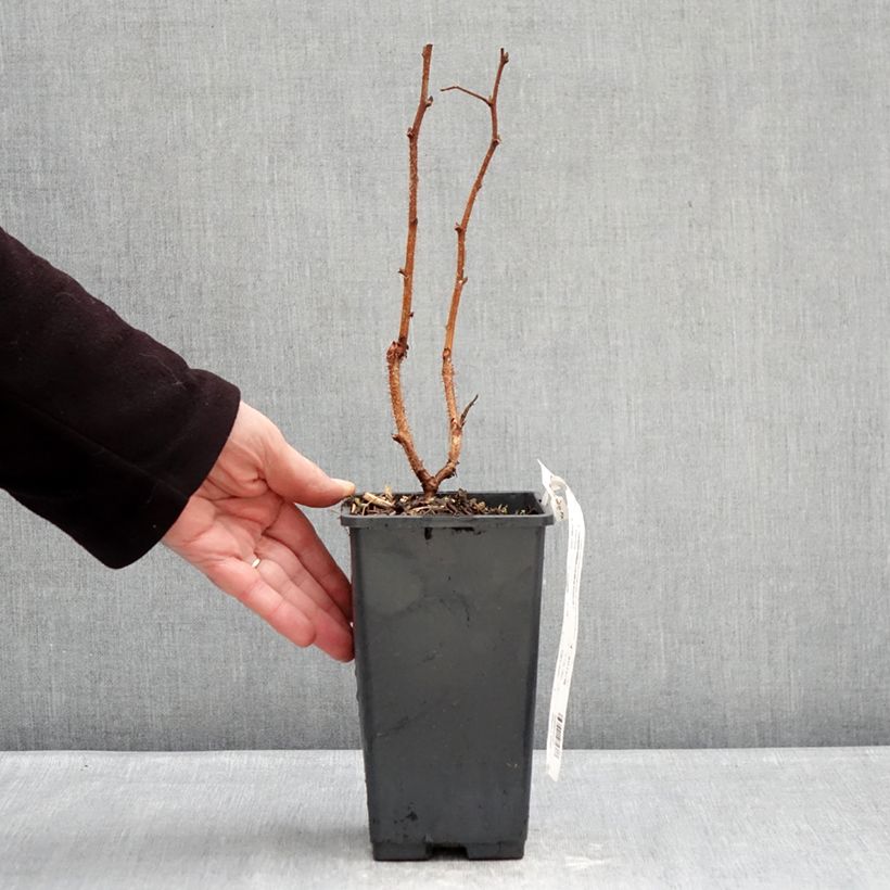 Exemplaar van Framboos Valentina Pot van 1,5 l/2 l, Pol zoals geleverd in de winter