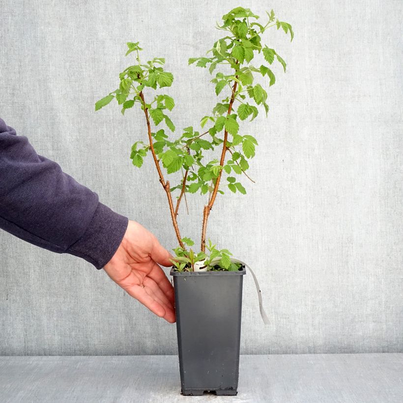 Exemplaar van Framboos Valentina Pot van 1,5 l/2 l, Pol zoals geleverd in de lente