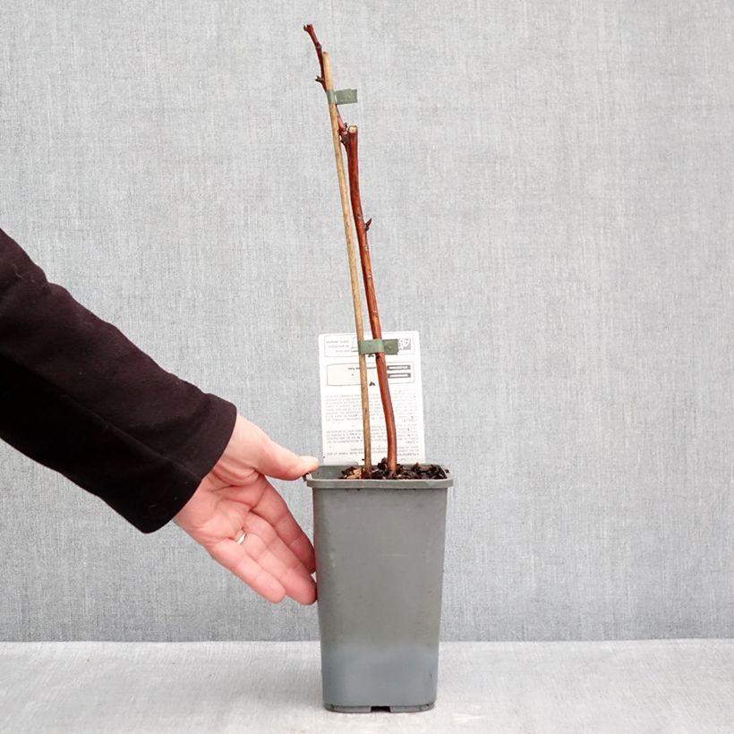 Exemplaar van Framboos Versailles BIO (doordragend) Pot van 1,5 l/2 l, Pol zoals geleverd in de herfst