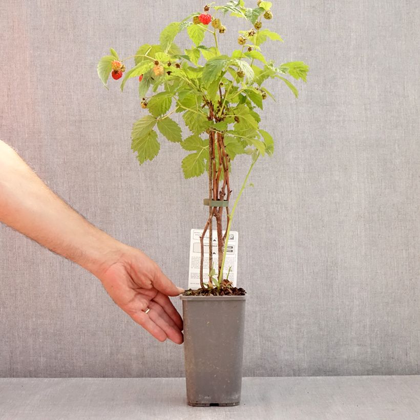 Exemplaar van Framboos Versailles BIO (doordragend) Pot van 1,5 l/2 l, Pol zoals geleverd in de zomer