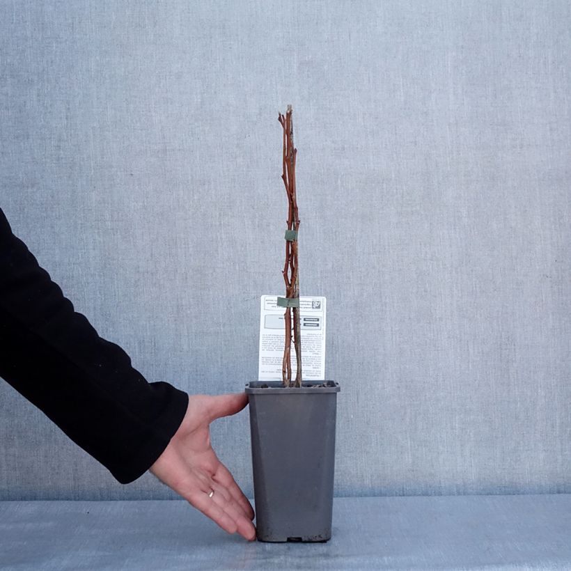 Exemplaar van Framboos Versailles BIO (doordragend) Pot van 1,5 l/2 l, Pol zoals geleverd in de winter