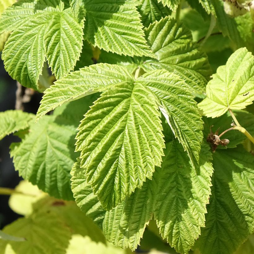 Framboos Violette (Blad)