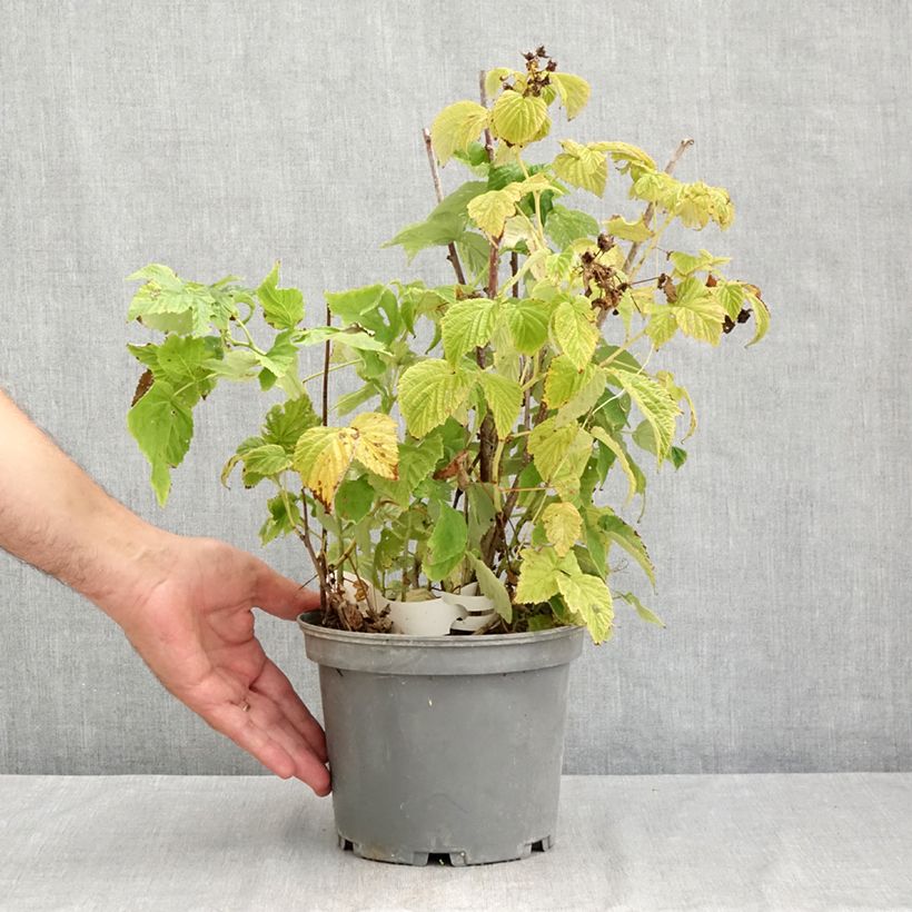 Exemplaar van Framboos Violette Pot van 3 l/4 l zoals geleverd in de zomer