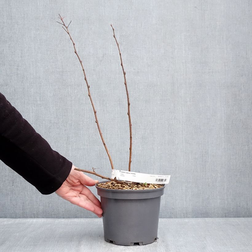 Exemplaar van Framboos Violette Pot van 3 l/4 l zoals geleverd in de winter