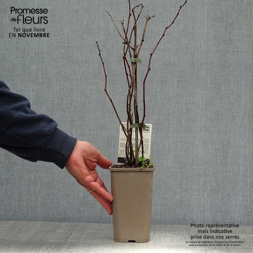 Exemplaar van Framboos Willamette Pot van 1,5 l/2 l, Struik zoals geleverd in de herfst