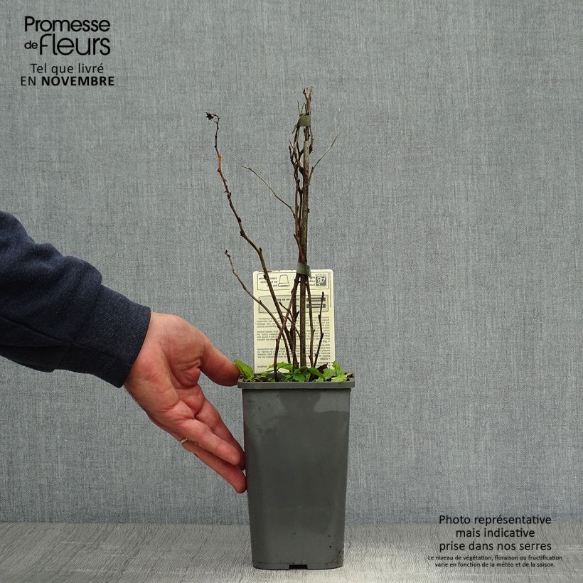 Exemplaar van Herfstframboos Zefa Herbsternte BIO Pot van 1,5 l/2 l, Pol zoals geleverd in de herfst