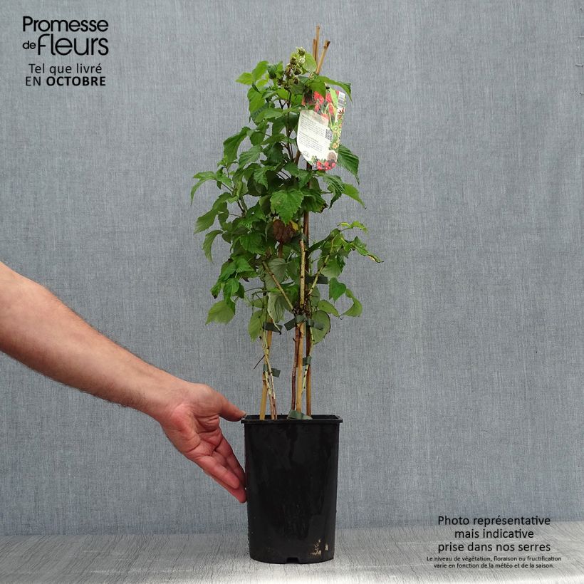 Exemplaar van Herfstframboos Zefa Herbsternte (doordragend) Pot van 1,5 l/2 l, Pol zoals geleverd in de herfst