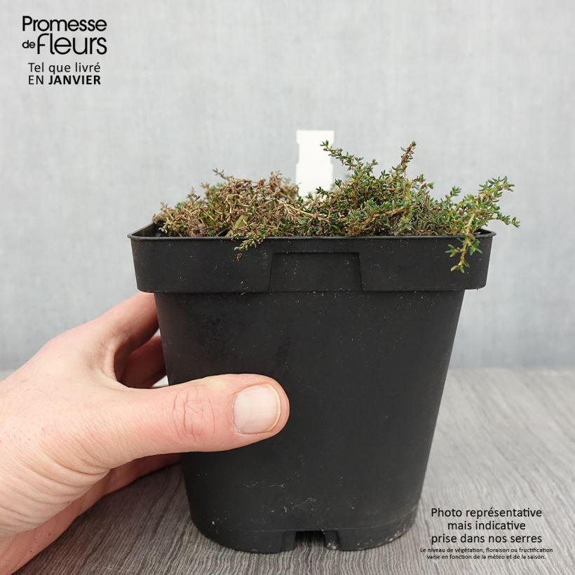 Example of Frankenia laevis - Bruyère marine Pot van 2 l/3 l as you get in hiver