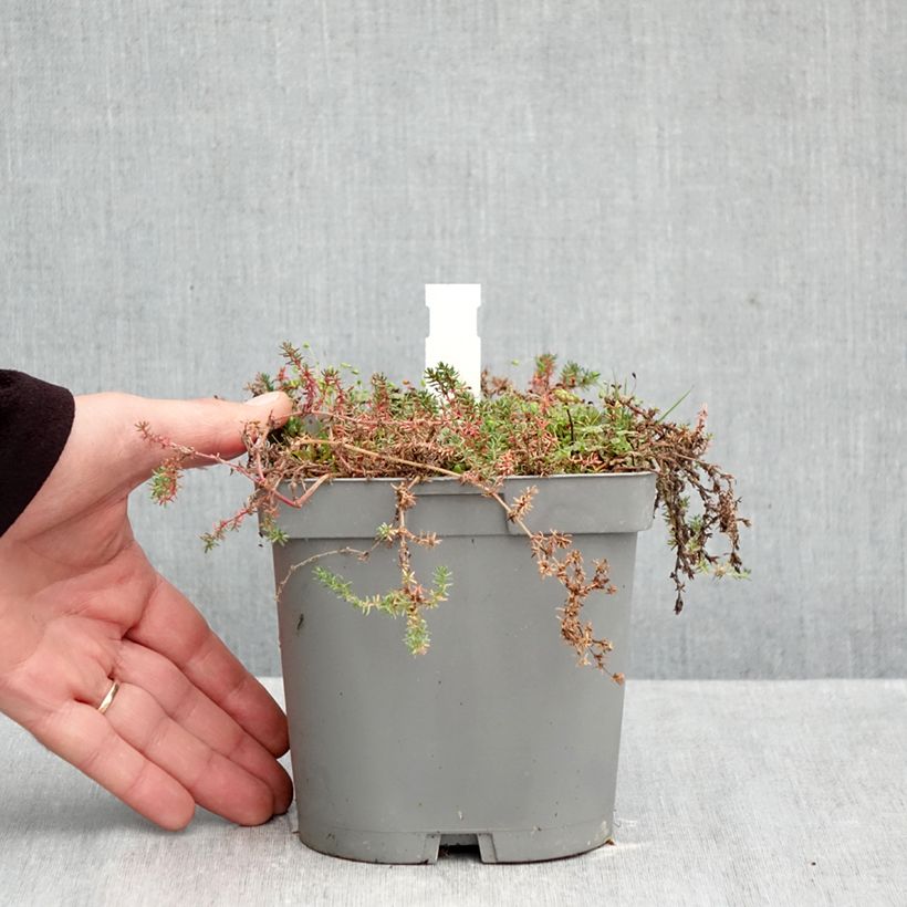 Exemplaar van Frankenia laevis - Bruyère marine Pot van 2 l/3 l zoals geleverd in de herfst