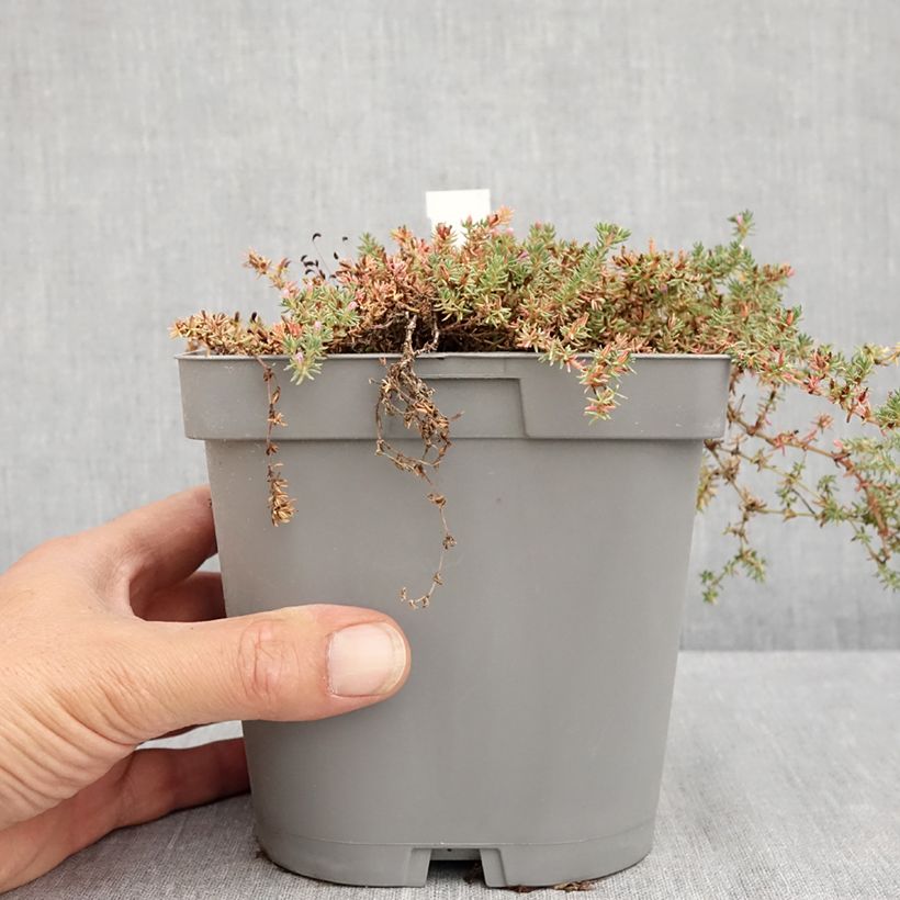 Exemplaar van Frankenia laevis - Bruyère marine Pot van 2 l/3 l zoals geleverd in de zomer