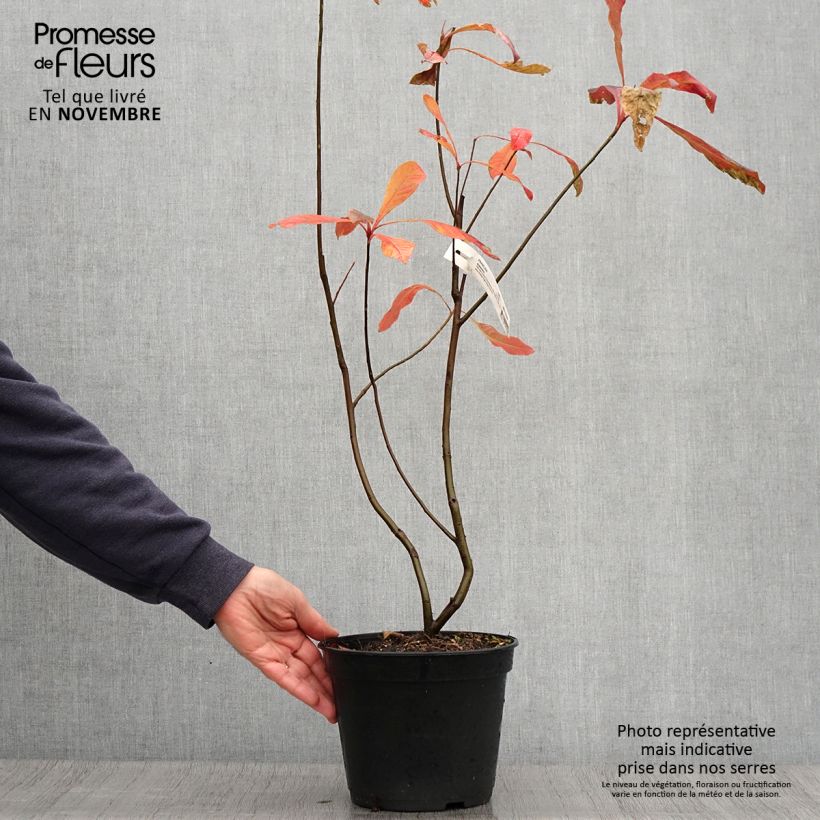 Exemplaar van Franklinia alatamaha - Franklinboom Pot van 4 l/5 l zoals geleverd in de herfst