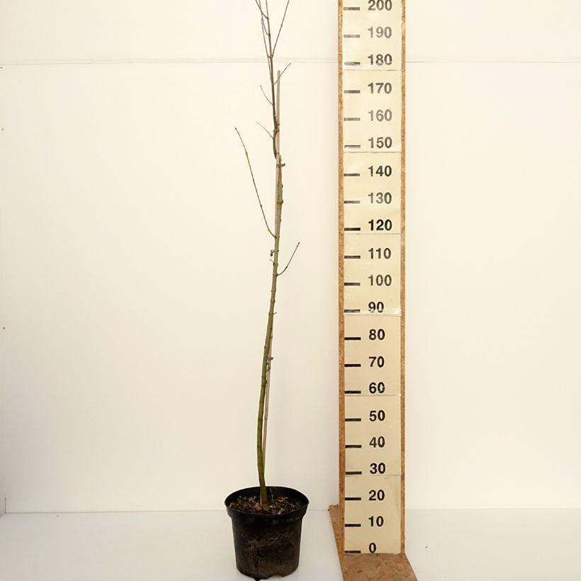 Exemplaar van Fraxinus americana Hunky Punk - Amerikaanse es Pot van 7,5 l/10 l zoals geleverd in de herfst
