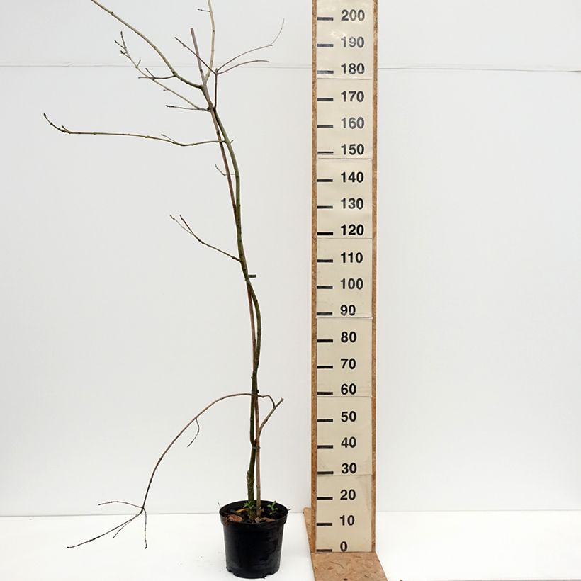 Exemplaar van Fraxinus excelsior Aarsee - Gewone es Pot van 7,5 l/10 l zoals geleverd in de herfst
