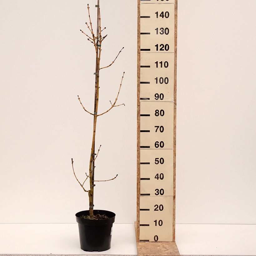 Exemplaar van Fraxinus excelsior Allgold - Gewone es Pot van 7,5 l/10 l zoals geleverd in de winter