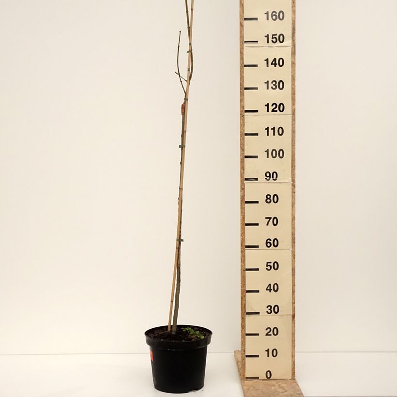 Example of Fraxinus excelsior Foliis Aureis - Frêne commun doré Pot van 12 l/15 l as you get in hiver