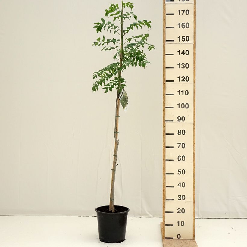 Example of Fraxinus excelsior - Frêne commun Pot van 7,5 l/10 l as you get in printemps