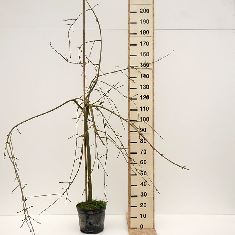 Example of Fraxinus excelsior Heterophylla Pendula - Frêne pleureur Pot van 7,5 l/10 l as you get in hiver
