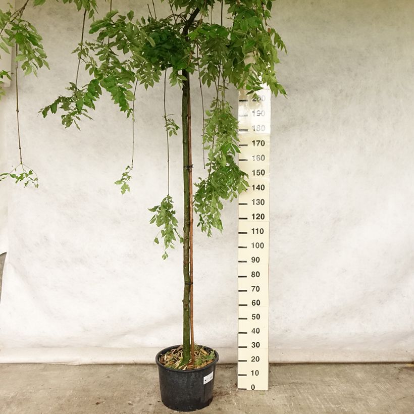 Example of Fraxinus excelsior Pendula - Frêne pleureur Pot de 30L/35L as you get in ete