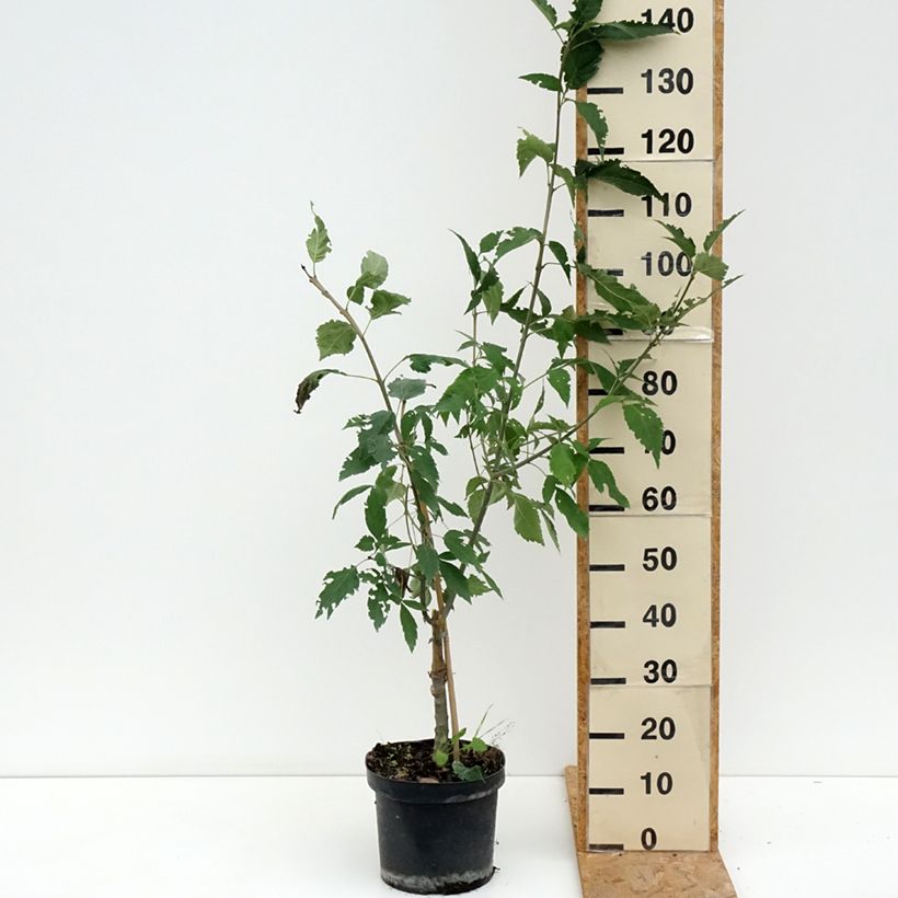 Exemplaar van Fraxinus excelsior Zygmunt Krasiński - Gewone es Pot van 7,5 l/10 l zoals geleverd in de zomer