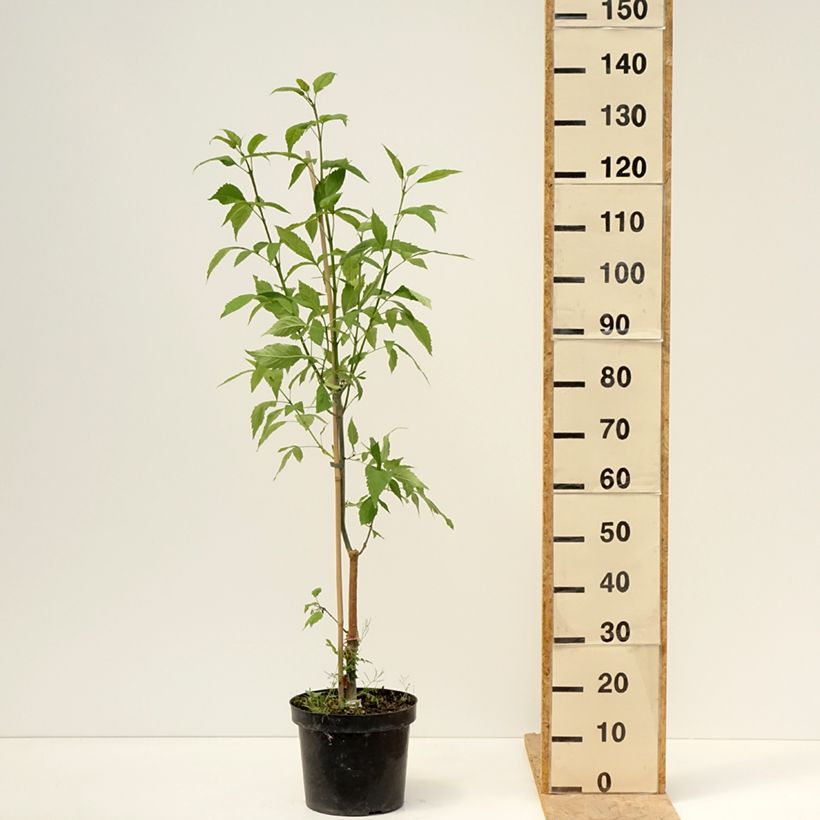 Example of Fraxinus excelsior Zygmunt Krasiński - Frêne commun Pot van 7,5 l/10 l as you get in printemps