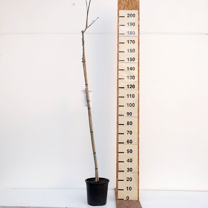 Exemplaar van Fraxinus ornus - Pluim-es Pot van 7,5 l/10 l zoals geleverd in de winter