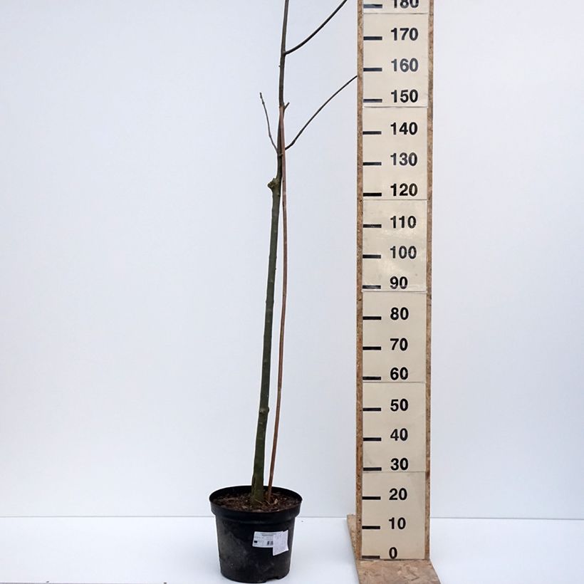 Example of Fraxinus pennsylvanica Argenteomarginata - Frêne de Pennsylvanie panaché Pot van 7,5 l/10 l as you get in hiver