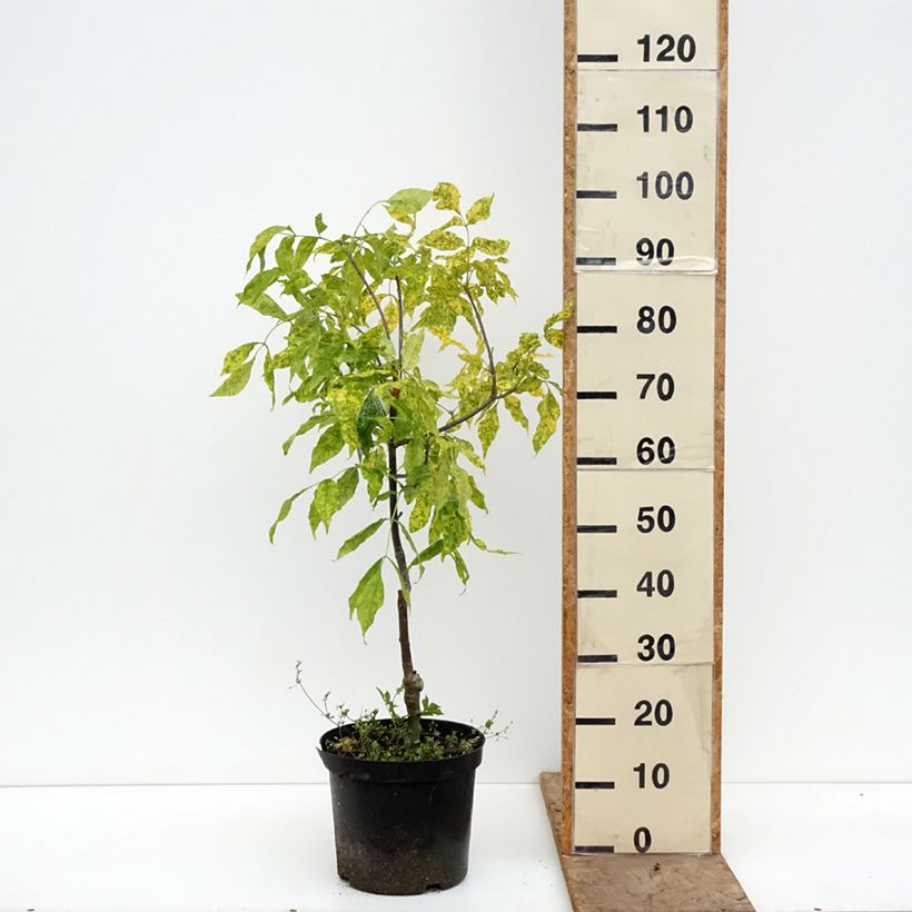 Exemplaar van Fraxinus pennsylvanica Aucubifolia - Groene es Pot van 7,5 l/10 l, Stengel zoals geleverd in de lente