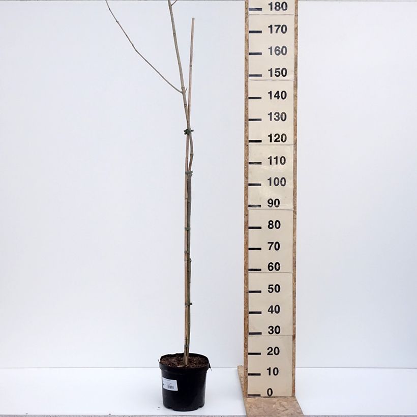 Example of Fraxinus spaethiana - Frêne de Spaeth Pot van 7,5 l/10 l as you get in hiver