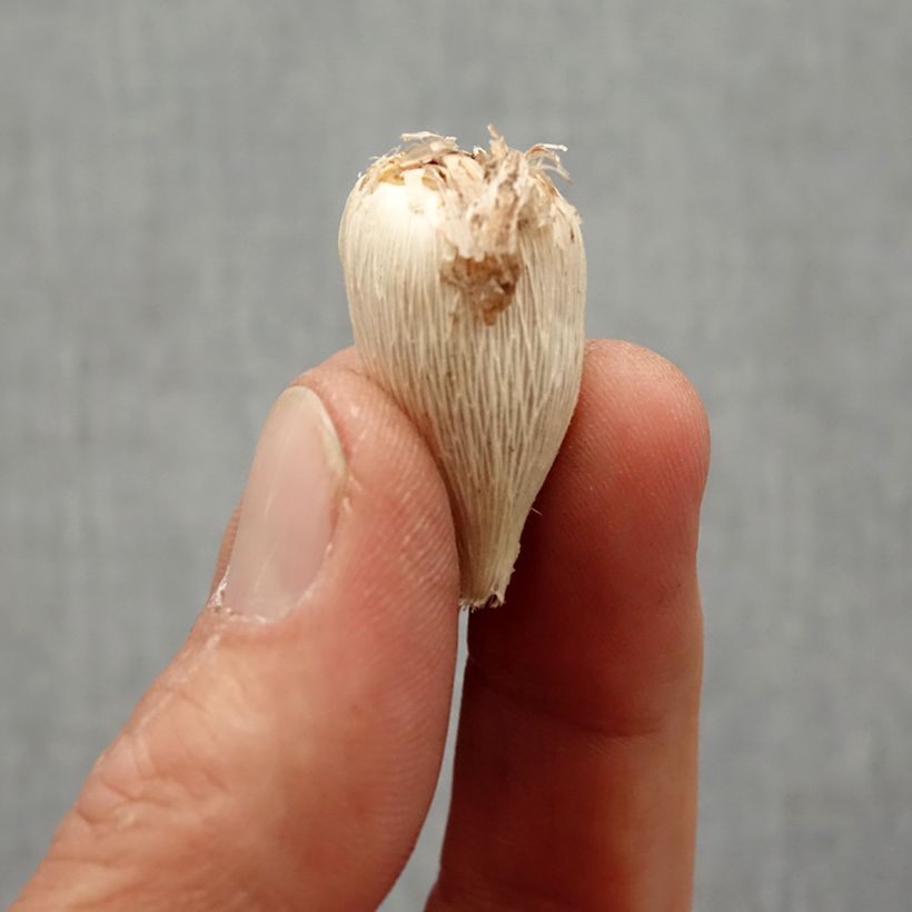 Example of Freesia Double Bleu - Muguet du Cap Bol Kaliber/Größe 4+ as you get in printemps